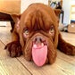 Profile image of Big Rig The Baby AKA Biggie 🥳