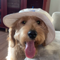 Profile image of Toast the Narcoleptic Doodle