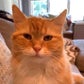 Profile image of Mama The Talking Cat
