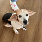 Profile image of Tiny the Beagle