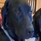 Profile image of Brandy And Her Brothers