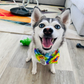 Profile image of Sapphie the Pomsky