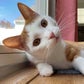 Profile image of Stanley the Cat