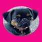 Profile image of Simone the Griff