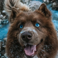 Profile image of Husky Quoi