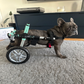 Profile image of Bertie the Frenchie