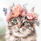 Profile image of Leo the Maine Coon