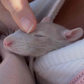 Profile image of Mice & Rat Enrichment