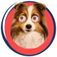 Profile image of The Cricket Chronicles / Burke BunchTV