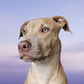 Profile image of Sky Staffy Lurcher