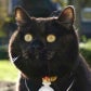 Profile image of sweetbabyboysalem