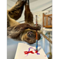 Profile image of Enzo the pet sloth
