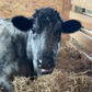 Profile image of Farmaste Animal Sanctuary
