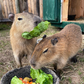 Profile image of Pine Meadow Farm