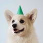 Profile image of Winston the White Corgi