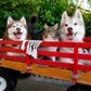 Profile image of RosieandtheHuskies