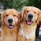 Profile image of Molson & Maple | Golden Retrievers