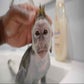 Profile image of Mojo The Monkey