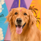 Profile image of Stormy Golden Retriever