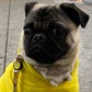 Profile image of bbthatpug