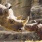 Profile image of Rhinos