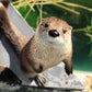 Profile image of North American River Otters