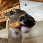 Profile image of Popcorn