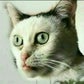 Profile image of Buscemi Cat