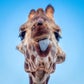 Profile image of Giraffes at Phoenix Zoo