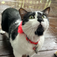 Profile image of Mibicket