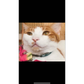Profile image of Emmy the Tabby