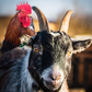 Profile image of Willowlane alpacas Gary & Karen goats