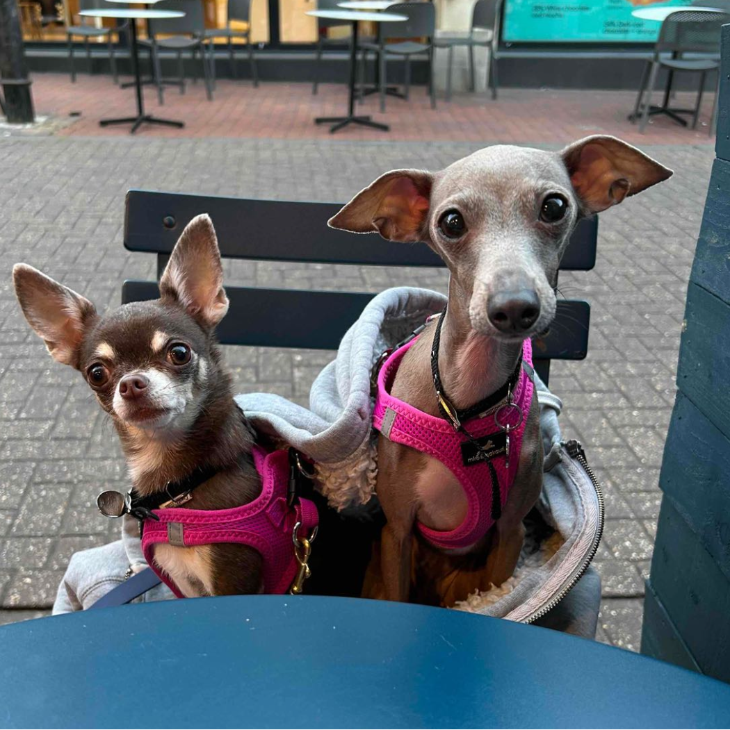 Jasmine and Rose (and Amelia)