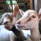Profile image of Pygmy Goats