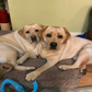 Profile image of Joy of Willow and Nala