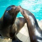 Profile image of Sea Lions at Houston Zoo