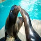 Profile image of Sea Lions at Houston Zoo