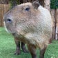 Profile image of Dallas Zoo Capybara