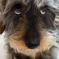 Profile image of Stan the Hot Dawg