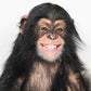 Profile image of Angada Chimp