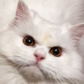 Profile image of Cleo the City Kitty