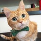 Profile image of Fin For The Win Instafamous Cat