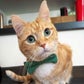 Profile image of Fin For The Win Instafamous Cat