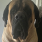 Profile image of PoohBear The Mastiff