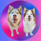 Profile image of Fabius_the_Husky