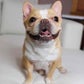 Profile image of Chloe The Mini Frenchie