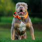Profile image of Gunner the Stunner