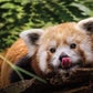 Profile image of Red Pandas at Philadelphia Zoo