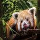 Profile image of Red Pandas at Philadelphia Zoo