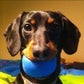 Profile image of Crusoe the Dachshund